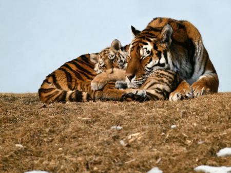 tigre